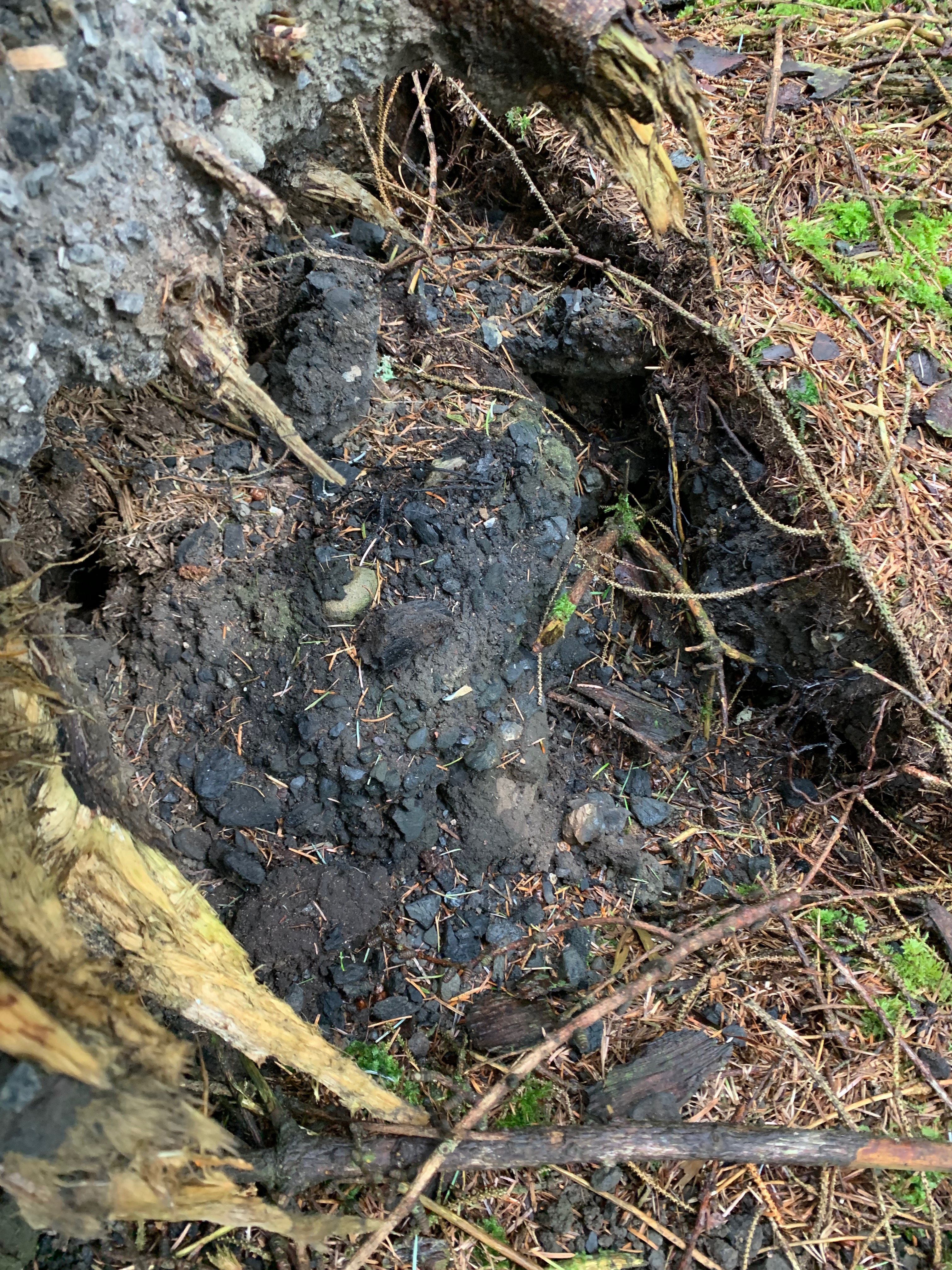 remains of a coal store or dump under a tree root