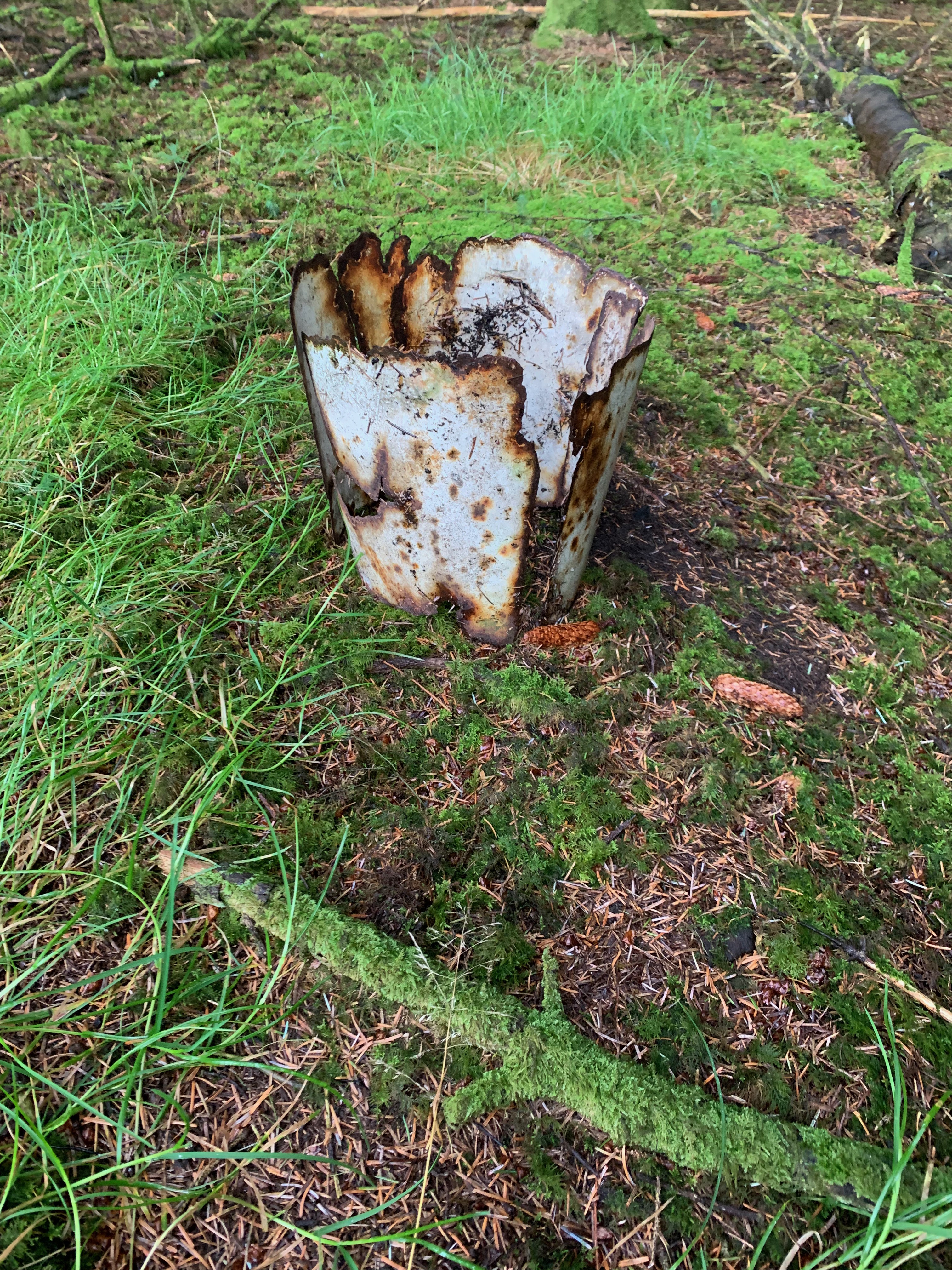 remains of a tin pail on a forest floor