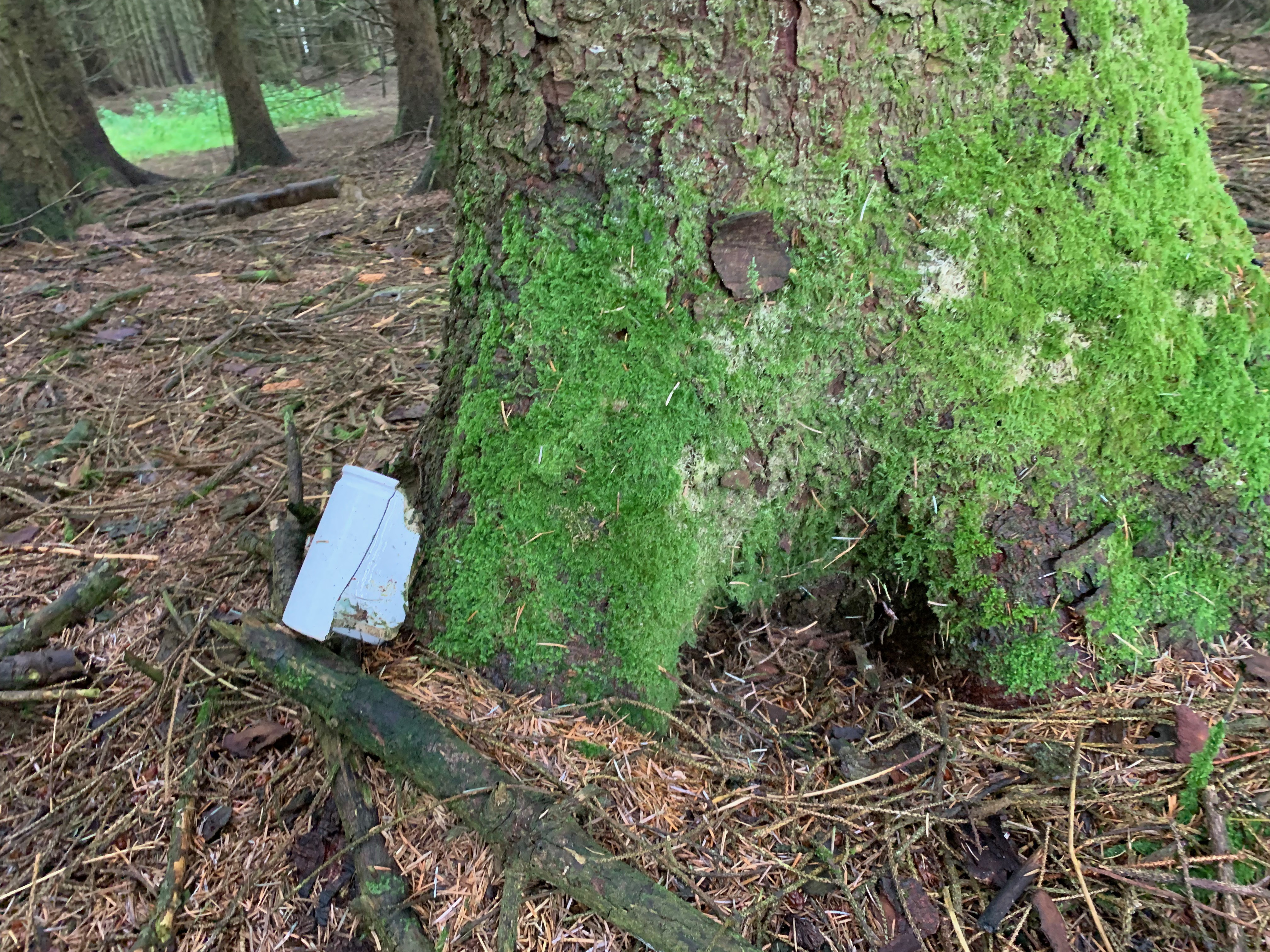 remains of half a earthenware mug agains a tree in a forest