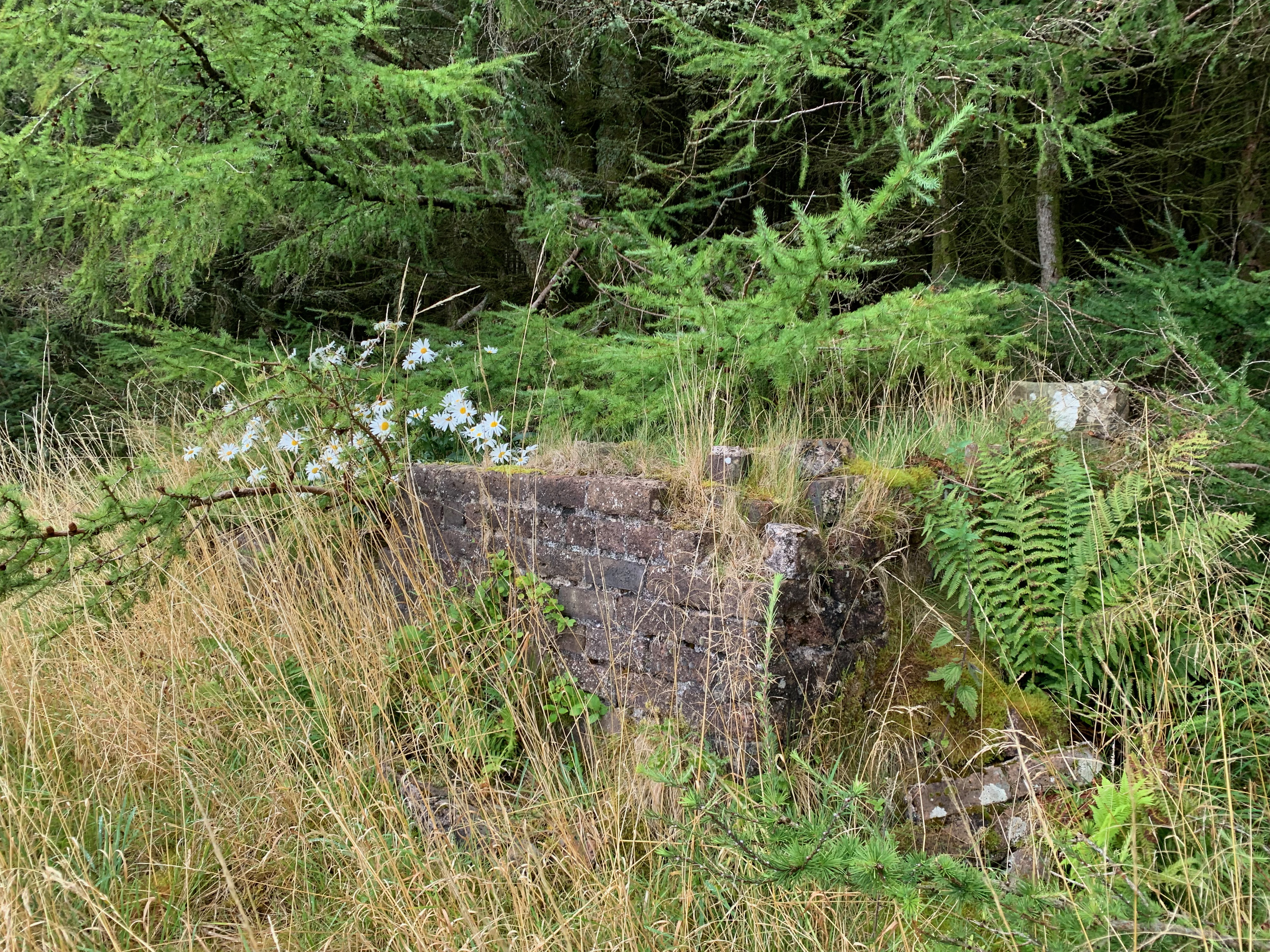 Remains of a a corner house with grass around it, flowers inside it and a forest in the background