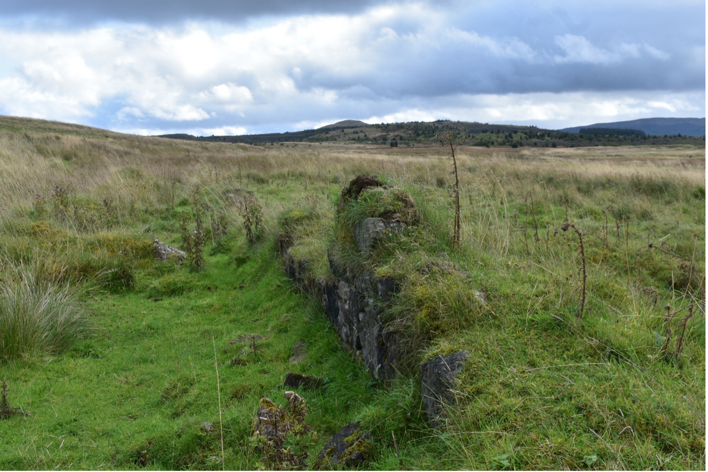 Remains of a miner's row in Benwhat Ayrshire. Shows small wall covered in and surrounded by grass 