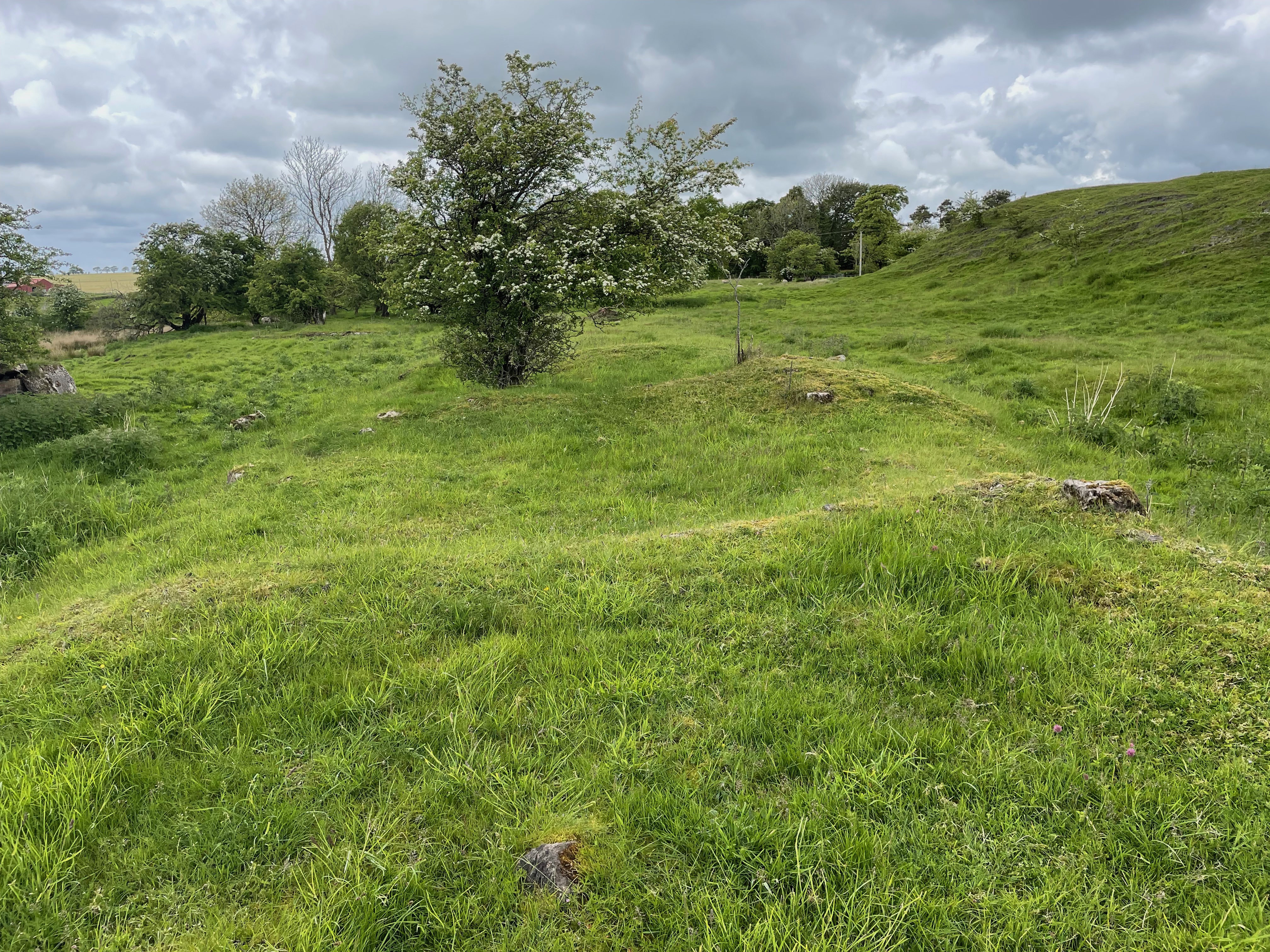 Green field with some mounds to indicate wall of houses with a tree in the background 