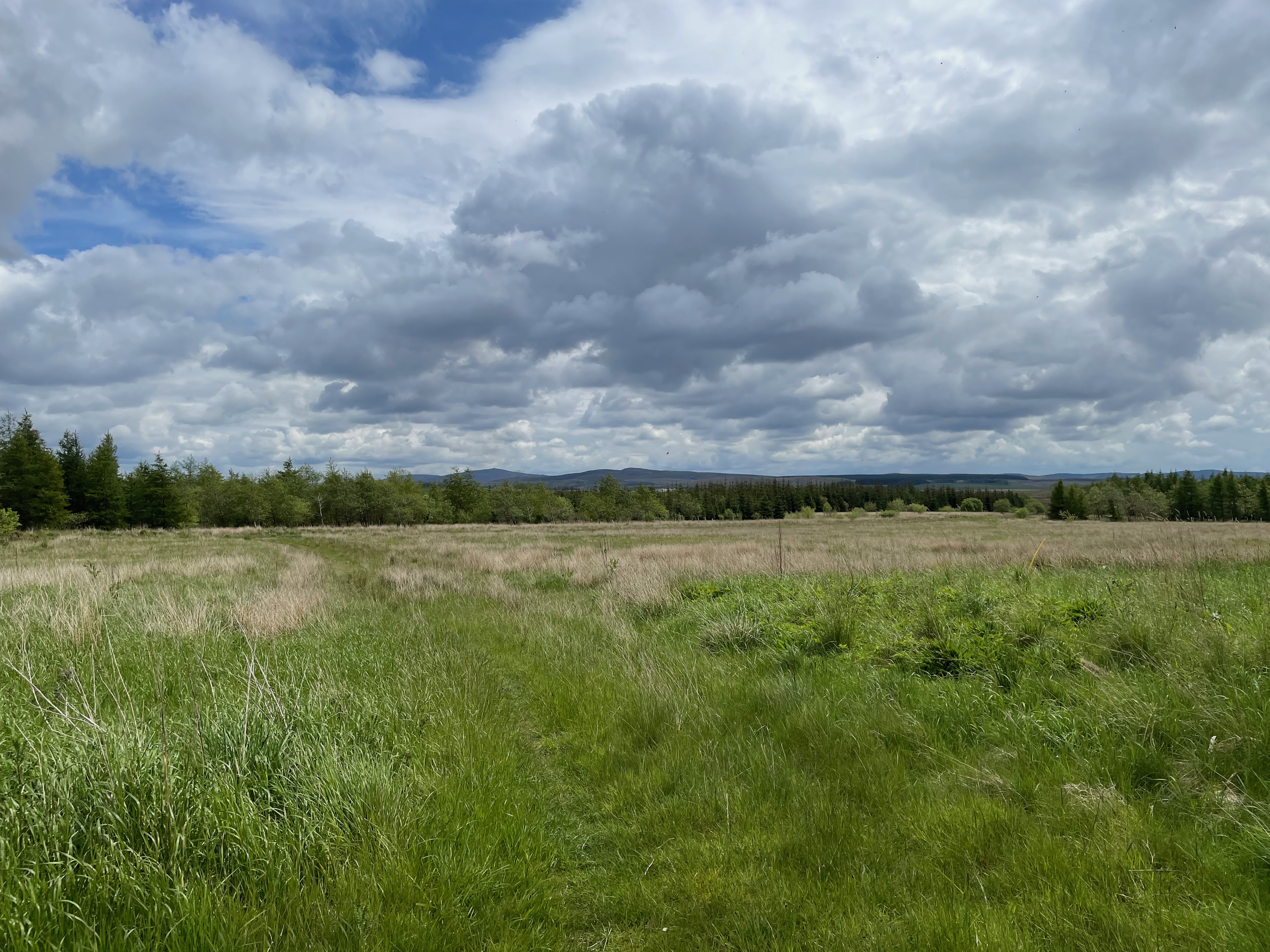 Large green field with tree line in the background on a cloudy day